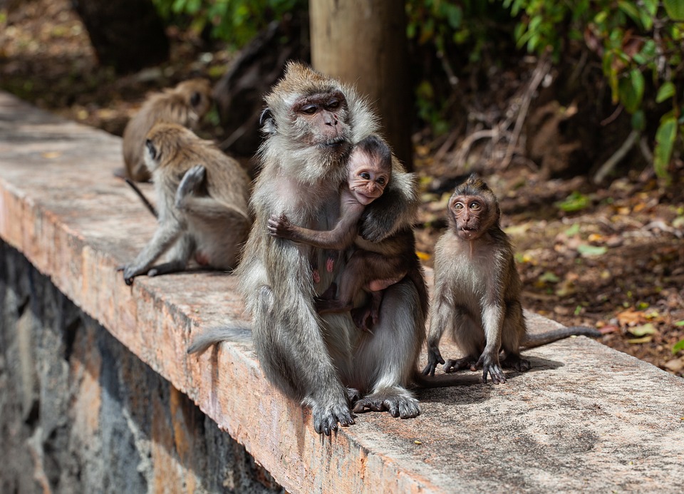 long tailed macaque 4501437 960 720