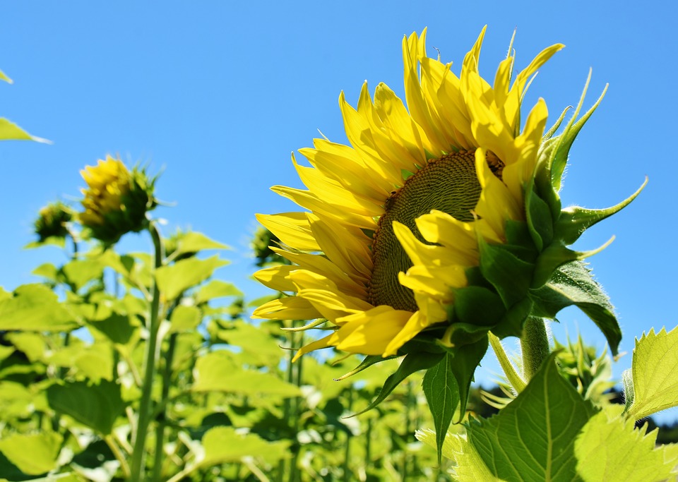 Marketing afiliacyjny krok po kroku - jak zacząć, aby osiągnąć sukces? Sunflower 3514915 960 720