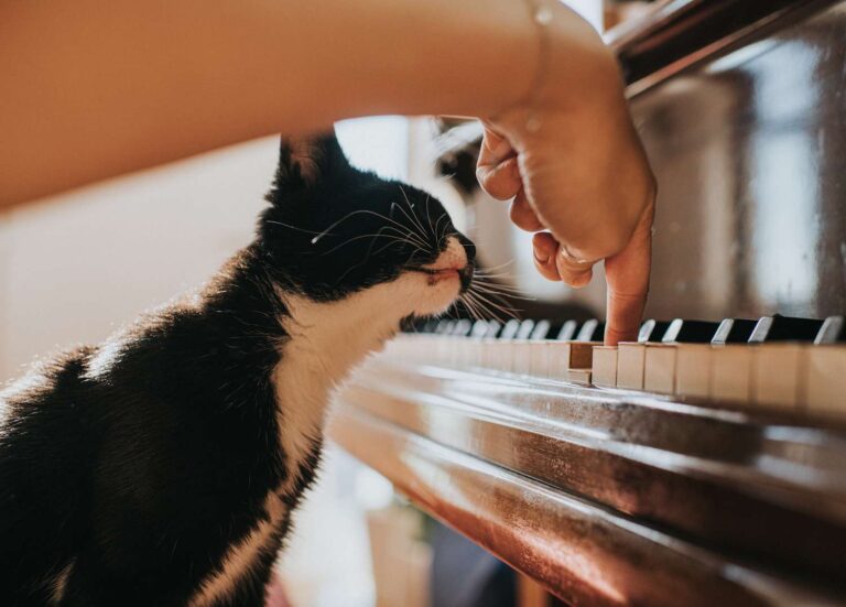 Cómo solucionar que el audio no funcione en Instagram